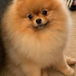 Beagles and Pomeranians from Celtic Rose Kennels