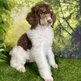 Eli - Phantom male Poodle puppy in Middlebourne, West Virginia from El Silencio Standard Poodles