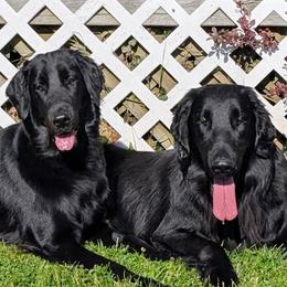 Flat-Coated Retriever puppies from Maywood Retrievers