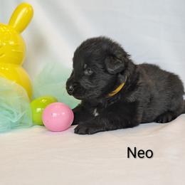 Neo - Black male German Shepherd puppy in Waterloo, New York from Von Nikolaos German Shepherds