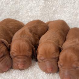 Girl - Golden rust female Vizsla puppy in Dugspur, Virginia from Pilgrims Trails Shorthairs
