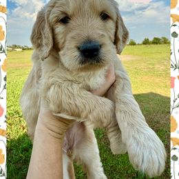 Mary - Cream female Goldendoodle puppy in Caddo Mills, Texas from Fire Wife Doodles