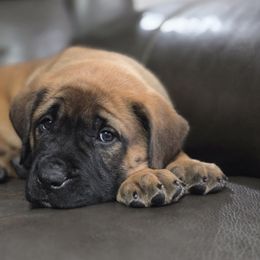 Light Pink Collar - Apricot female Mastiff puppy in Auburn, Kansas from English Mastiff Puppies