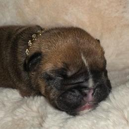 Dyrdek - Red male Bulldog puppy in Hodges, South Carolina from Southern Standard Bulldogs