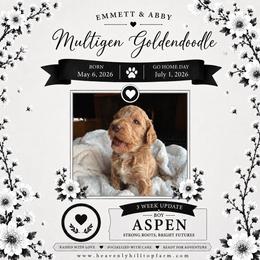 7. ASPEN - BLACK COLLAR BOY - Cream male Goldendoodle puppy in Charlo, Montana from Heavenly Hilltop Farm