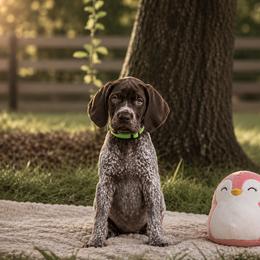 Olive - Liver and white female German Shorthaired Pointer puppy in Havana, Florida from Lipan Creek German Shorthaired Pointers