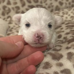 Mostly white - Tan and white Yorkshire Terrier puppy in Coeburn, Virginia from Southern Sweetheart Kennels