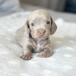 Dachshund Puppies from Silver Dach Farms