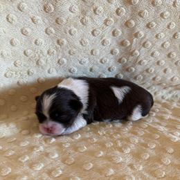 Sailor - Chocolate male Shih Tzu puppy in Success, Missouri from Sweet Success