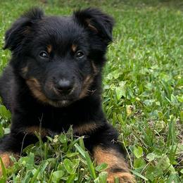 Dragon fly - Black tri male Miniature Australian Shepherd puppy in Sulphur, Louisiana from Triple J Aussies and Corgis