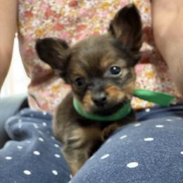 Chinese Crested puppies from Colliwood Chinese Cresteds