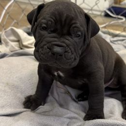 Light pink collar female - Black female Boerboel puppy in Rockford, Illinois from Adoraboerboels