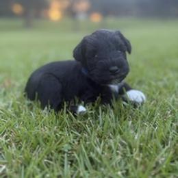Miniature Schnauzer Puppies from Rebecca LeBoeuf