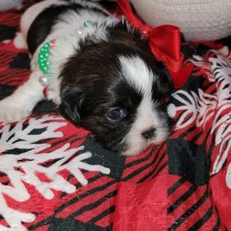 Girl 1 - Tricolor female Shih Tzu puppy in Wooster, Ohio from Mending Hearts Shih Tzu's