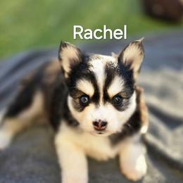 Rachel - Black and white female Pomsky puppy in Fredericksburg, Virginia from Purely Pomskies
