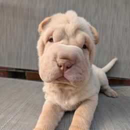 Boy 2 - Cream dilute male Chinese Shar-Pei puppy in Autryville, North Carolina from T&D'S Razen Wrinkles Shar-pei