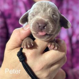 Peter - Silver gray male Weimaraner puppy in Aitkin, Minnesota from Whispering’s GunDogs