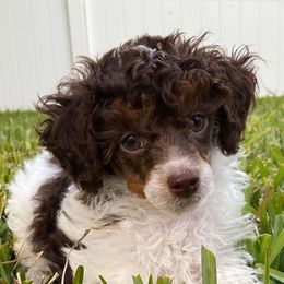 Louie V - Poodle