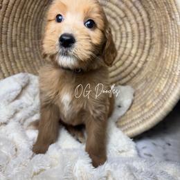 New York aka York - Red  male Goldendoodle puppy in Cleveland, Georgia from The O.G. Doodles