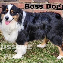 Boss - Australian Shepherd