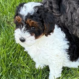 Jessie - Black tri-color female Aussiedoodle puppy in Conklin, Michigan from Lake Michigan Couture Cavapoos & Cockapoos