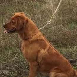 Rusty - Golden Retriever