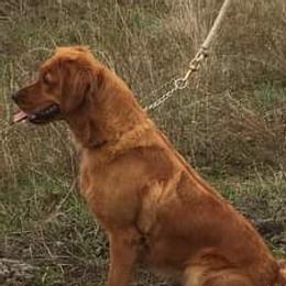 Rusty - Golden Retriever