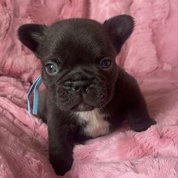 Java - Black and white male French Bulldog puppy in Galt, California from The three little frenchies