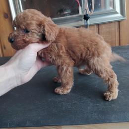 Snickerdoodle Cookie - Red  male Poodle puppy in Sandpoint, Idaho from Teddy Bear Toy Poodles