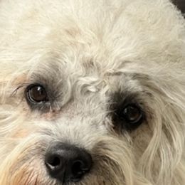 Effie - Dandie Dinmont Terrier