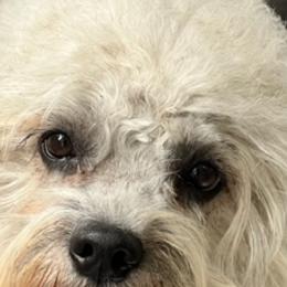 Effie - Dandie Dinmont Terrier