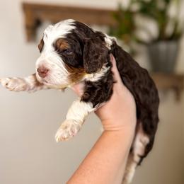 Everest - Brown male Bernedoodle puppy in Ammon, Idaho from Little Stone Bernedoodles