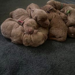 Goldendoodle, Labradoodle, and Poodle Puppies from Cuddles and Curls - NC Doodles