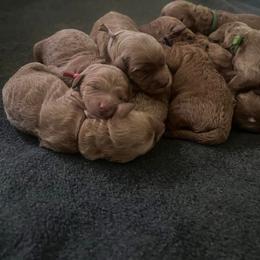 Goldendoodle, Labradoodle, and Poodle Puppies from Cuddles and Curls - NC Doodles