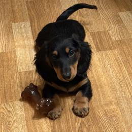 Dachshund puppies from Miniature Dreams Dachshunds