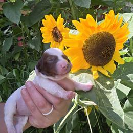 Rosetta - Piebald female Dachshund puppy in Otisville, Michigan from Green Thumb Farms