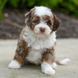 Amber - Chocolate merle female Bernedoodle puppy in Dundee, Ohio from Down Home Doodle