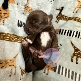 Dachshund Puppies from L&L 4D Dancer’s Dachshunds