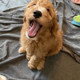 Goldendoodle Puppies from BB Doodles