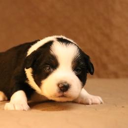 Australian Shepherd Puppies from Lost Coast Aussies
