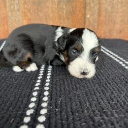 Longhorn - Black tri-color female Aussiedoodle puppy in Eastland, Texas from H5 Mini Doodles