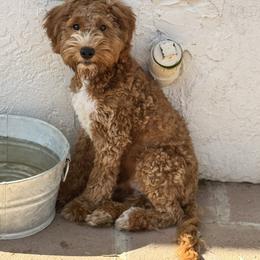 Chester - Red male Australian Labradoodle puppy in Walnut Creek, California from Pawfect Doodles