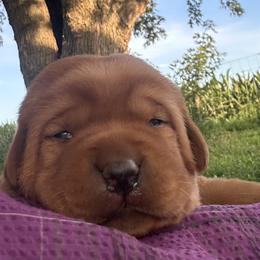 Ty - Yellow male Labrador Retriever puppy in Alcester, South Dakota from R-Team