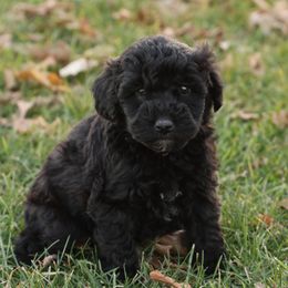 Riley - Black male Whoodle puppy in West Bend, Iowa from Blue Skies Terriers