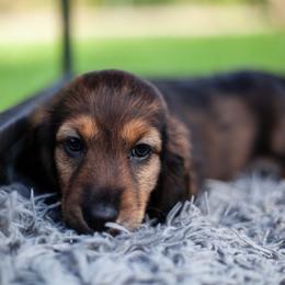 Charmander - Red male Dachshund puppy in Tampa, Florida from EntityDachs