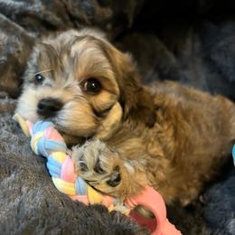 Buddy - Red sable male Havanese puppy in Dallas/Fort Worth, Texas from Sweet Feats Havanese