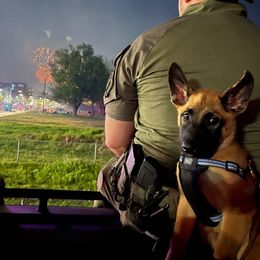 Belgian Malinois Puppies from S & S Kennel