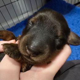 Mauve Collar ON HOLD - Red female Dachshund puppy in Zebulon, North Carolina from Salt of the Earth Dachshunds