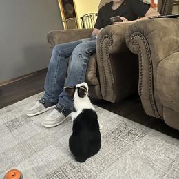 Pembroke Welsh Corgi Puppies from S7 Corgis and Chaos