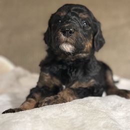 Cotton Candy - Phantom female Poodle puppy in St. Johnsbury, Vermont from Poodles of the Northern Woods